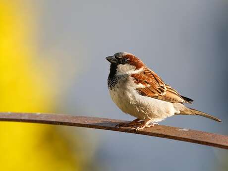 Animation Nature - Les oiseaux de nos campagnes - Limoges
