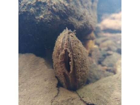 Conférence sur la Mulette perlière (moule d’eau douce)