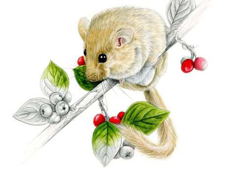 Atelier dessin naturaliste Faune et Flore - Limoges