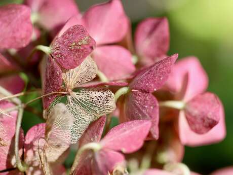 Atelier manuel "Décore ton cadre avec des fleurs séchées" (dès 6 ans)