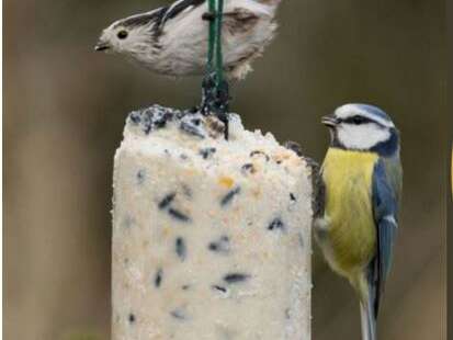 Atelier : Miam Miam pour les piafs