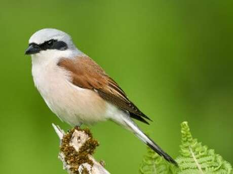 Sortie naturaliste au Foyer Rural