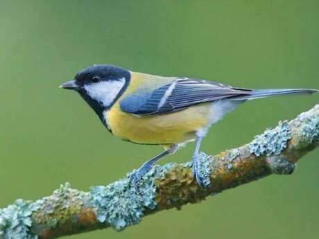 Conférence autour des oiseaux du Limousin