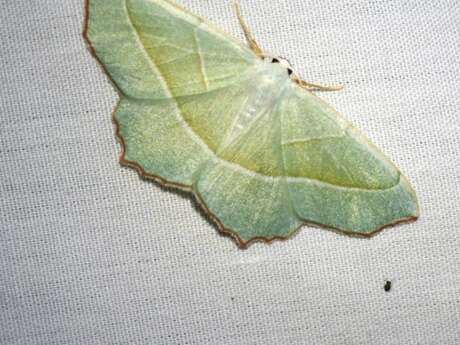 Chasse nocturne aux papillons de nuit