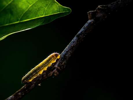 A la recherche des nids de Damier de la Succise