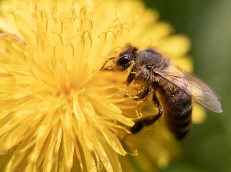 Eté actif | Le monde des abeilles | Lac de Gurson Eté actif | Le monde des abeilles | Lac de Gurson