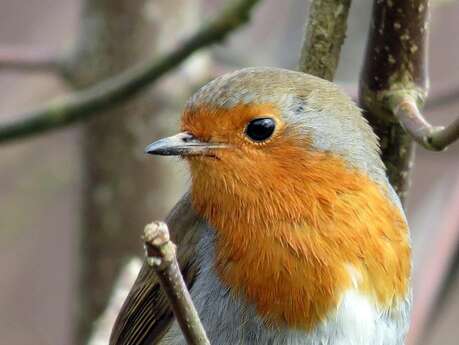 Rendez-vous littéraires et  gourmands de l'Association Le Gourbet