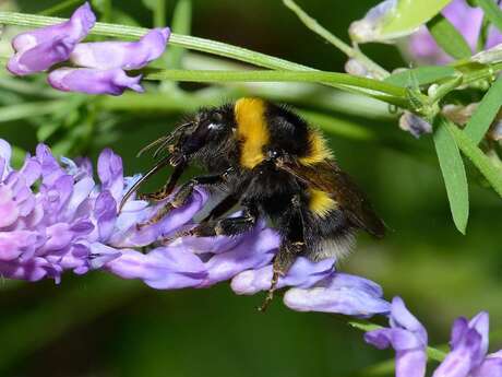 En quête des insectes pollinisateurs !
