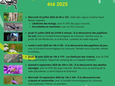 A la découverte des abeilles sauvages