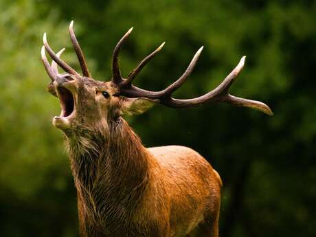Soirée brame du cerf