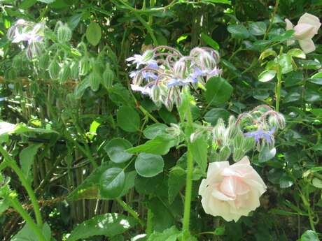 La Petite Fête de la Rose