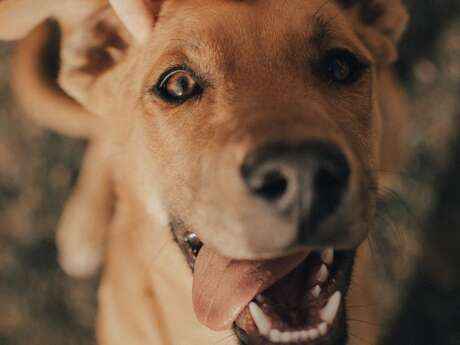 Summer Dog Show - Chaptelat