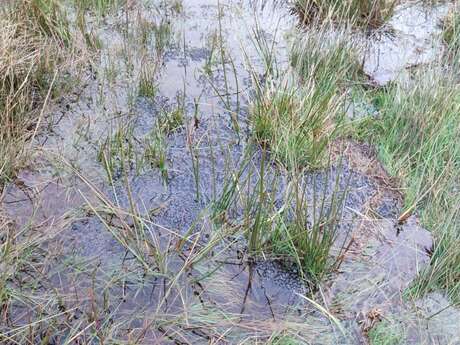 Fête de la nature, le printemps sur la tourbière des Dauges