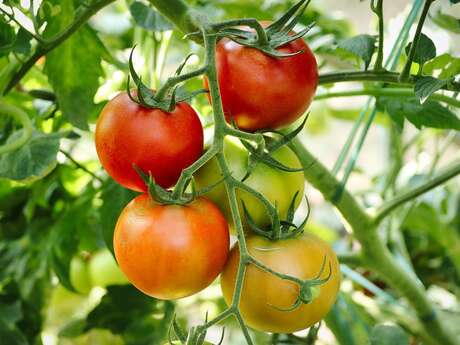 Exposition « Mission potager » à Savigny-sur-Braye