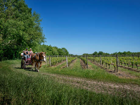 Balades en calèche dans les vignes avec "Les Attelages des Caves aux Caux"