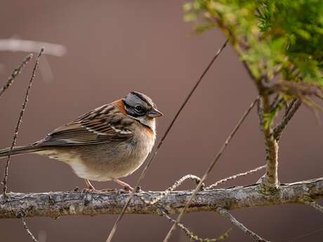 Découverte des chants d'oiseaux à Boursay