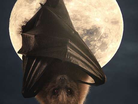 Nuit de la chauve-souris à Thoré-la-Rochette