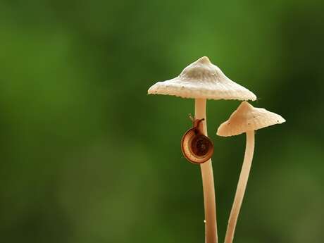 Sortie Champignons à Vendôme