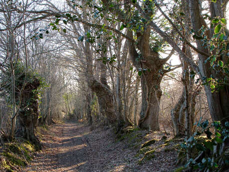 Le chemin du vieux bocage du Perche