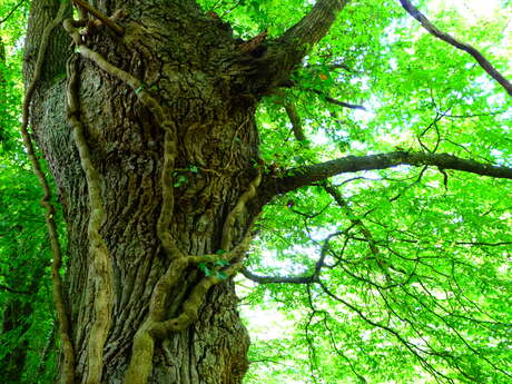 Chantier gestion de haies au Temple