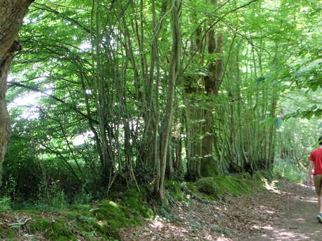 Balade contée crépusculaire au Temple