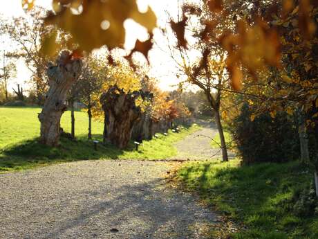 Formation taille et création de trognes à Boursay