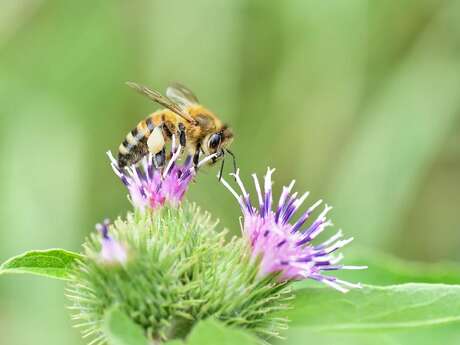 Animation nature : De gourmands porteurs de pollen à Marcilly-en-Beauce