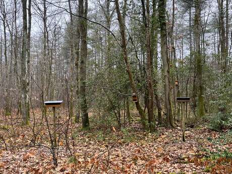 Observons des oiseaux d'hiver à Vendôme