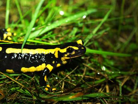 Sortie - Salamandres, Tritons et Cie à Vendôme