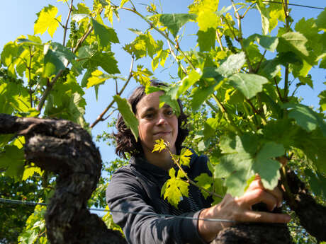 Activités Oenotouristiques au Domaine Sauvète