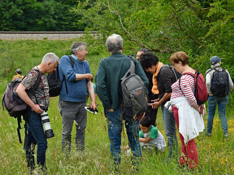 Tandem flore et insectes à Vallée de Ronsard