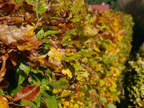 Chantier bénévole : plantation à Danzé