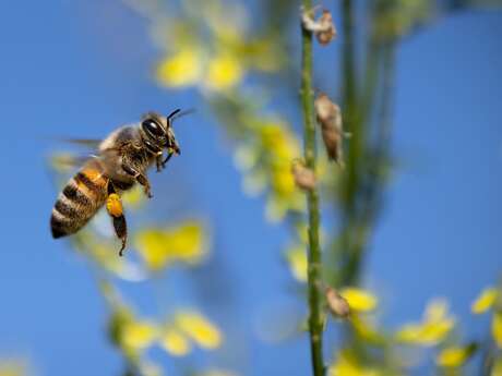 Découverte des pollinisateurs à Saint-Firmin-des-Prés