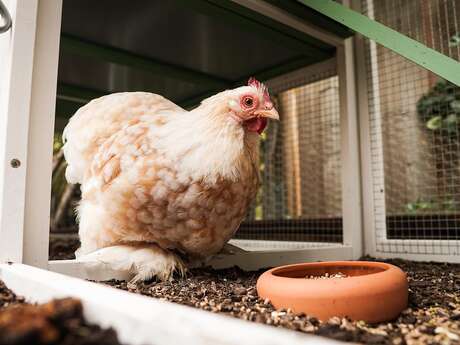 Jeu d'enquête "Qui a ouvert le poulailler ?" à Montoire-sur-le Loir Jeu d'enquête "Qui a ouvert le poulailler ?" à Montoire-sur-le Loir
