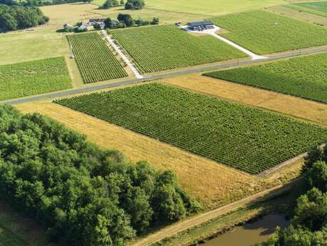 Lionel gosseaume, vigneron