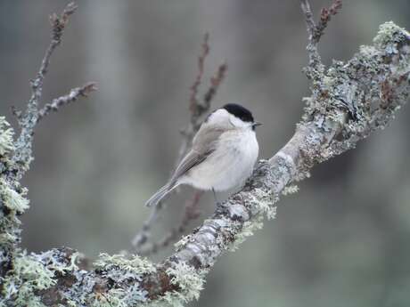 Observons les oiseaux d'hiver à Vendôme