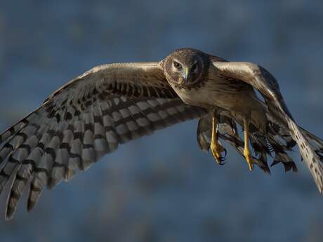 Projection du film “Le busard sur la paille" à Areines