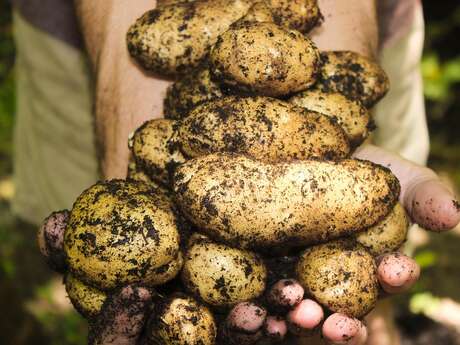 Fête de la patate à Saint-Martin-des-Bois