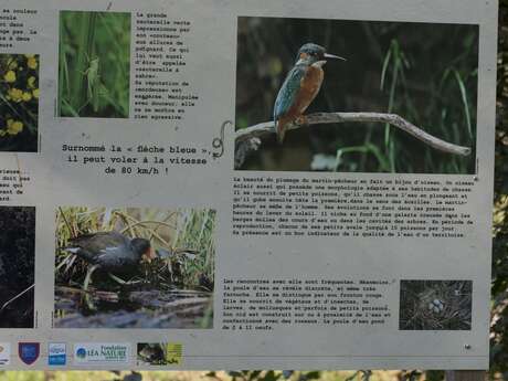 Sentier Nature et Observatoire à Oiseaux (Châteauvieux et Seigy)