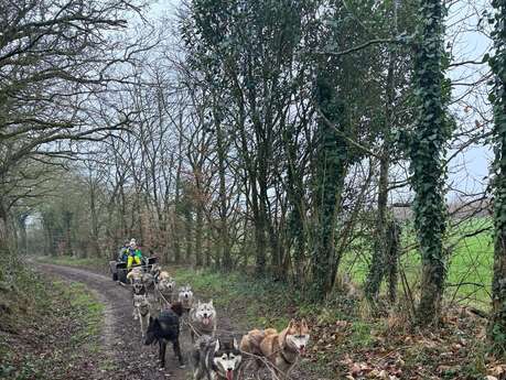 Formule demi-journée balade en chien de traineau - Cani-tout tout