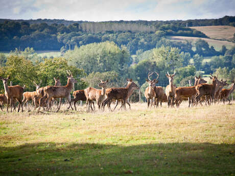 Le brame du cerf