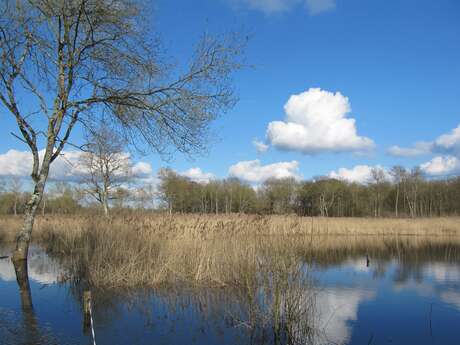 Cré-sur-Loir - le circuit bois et marais
