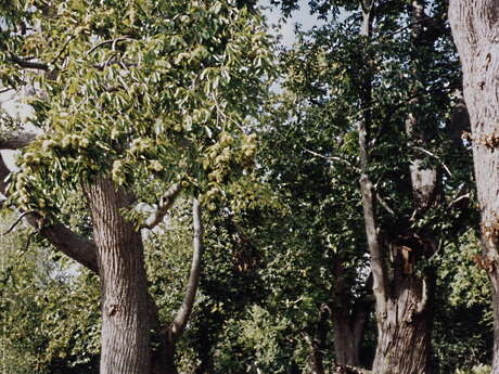 Lavernat - Aux portes de Bercé