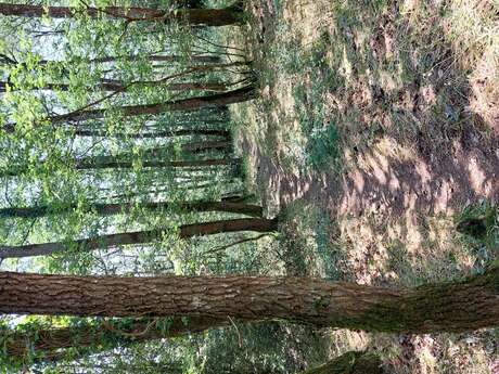 "Grand tour du Gasseau" interpretation trail
