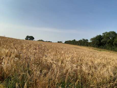 BOUCLE CIRCUIT DU MOULIN BARBET