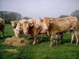 PRODUITS FERMIERS - VIANDE BOVINE