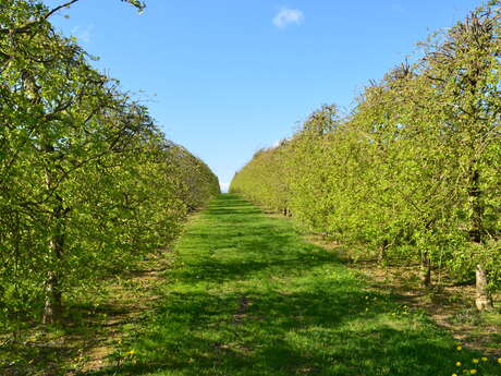 PRODUITS CIDRICOLES - LES VERGERS DE LA ROUERIE