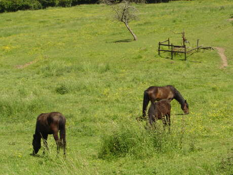 Circuit de la Croix Champagne