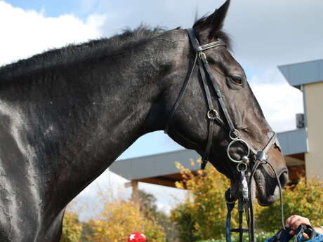 Courses hippiques à Pouancé - concours Premium (obstacles) R3/R2