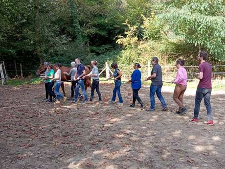 Horse Coaching/Forest Coaching